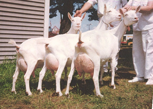 Dairy Goats.jpg (109165 bytes)