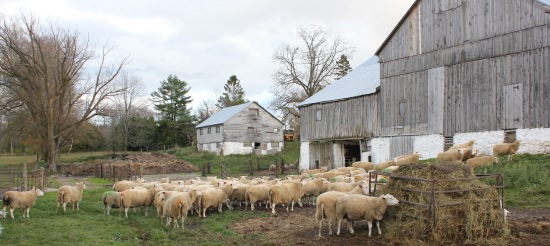 Ontario East Friesian dairy sheep