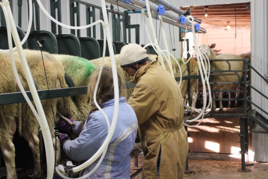 Sheep milking parlour